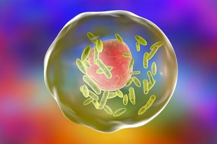 Bacteria Coxiella burnetii (small green) inside human cell, 3D illustration. Gram-negative bacteria which cause Q fever transmitted to humans by carabaos, goats and cattle.