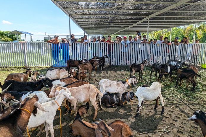 Concepcion goat farming.