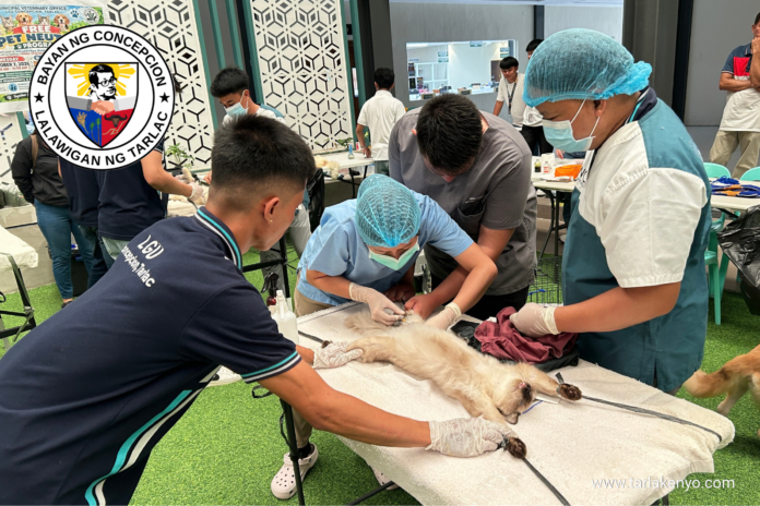 A pet undergoes free neutering at the Concepcion Municipal Government Center.